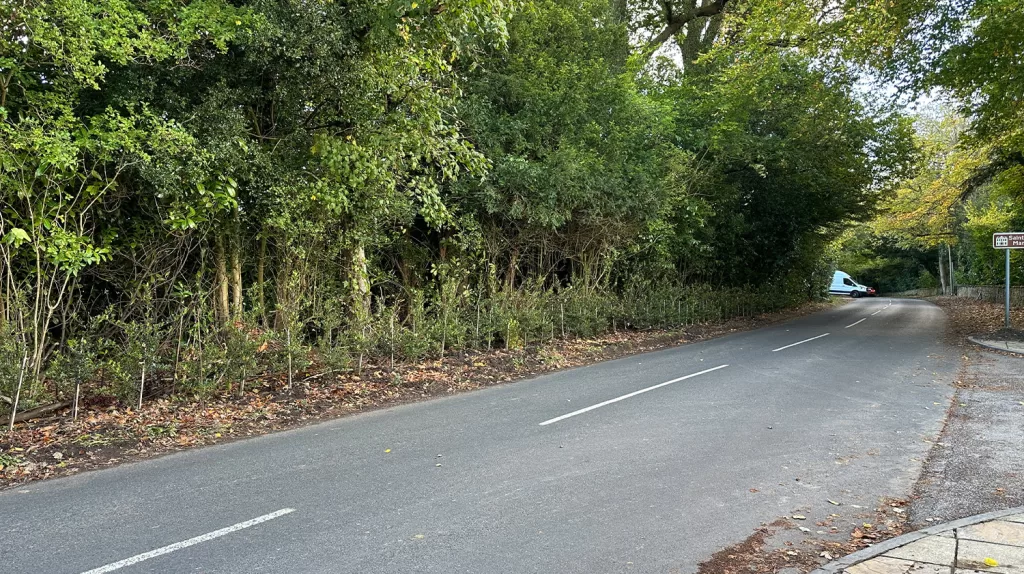 Saint Hill hedge